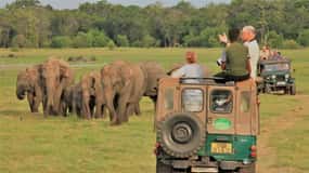 Minneriya National Park Wild Elephant Safari