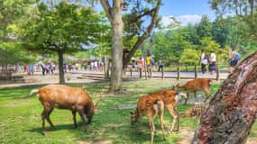 Kjóto: Nara, Tódaidži, svatyně Kasuga Taisha Soukromý celý den