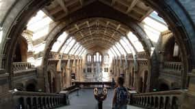 Musée naturel : Diplodocus, volcans, baleines et pierres précieuses