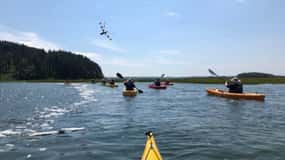Guidet kajaktur gennem Crane Wildlife Refugee i Ipswich, MA