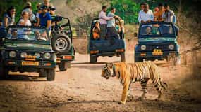 Sawai Madhopur: Ranthambore National Park Guided Jeep Safari