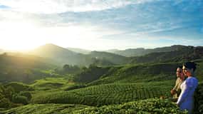 Cameron Highlands privat tur fra Kuala Lumpur