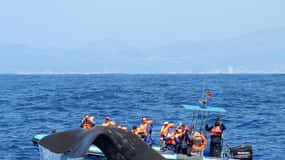 Rabo de Peixe : Expédition dans le sanctuaire du cachalot