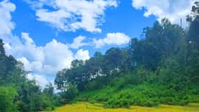 Chiang Mai: Elephant Sanctuary & Jungle Trek w/ Waterfall