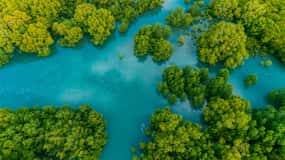 Manuel Antonio: Tour en barco por los manglares de Isla Damas con almuerzo