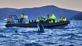 From Tromso: Whale Watching in Magic Skjervoy