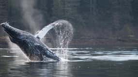 Sitka: Marine Wildlife Tour