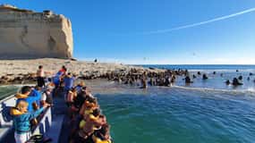 Puerto Madryn: Peninsula Valdes Tour with Whale Watching