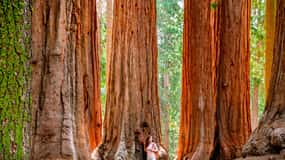 San Francisco: Dagsutflykt till Yosemite med vandring i Giant Sequoias
