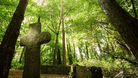 Wexford: Explore an Ancient Woodland with an Irish Witch