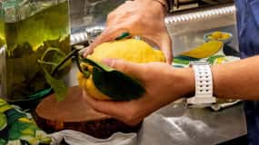 Amalfi: Limoncello Factory Visit with Instructor and Tasting