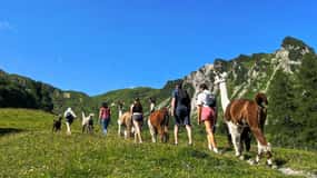 Triesenberg: Spaziergang mit einem Lama in den schönen Bergen