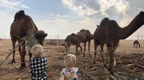 Kuwait Tour Guide Ganztag mit Komfort SUV Auto&WIFI 5G Frei