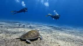 El Médano, Tenerife: Introduction to scuba diving for beginners