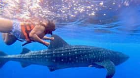 Holbox : Visite de l'île aux requins-baleines et de l'île Catoche avec plongée en apnée