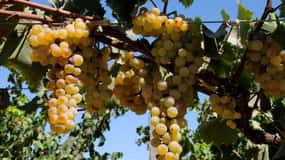 Наташа орыс брюнетка ххх