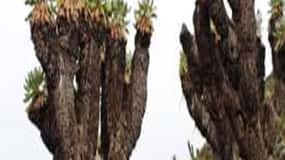 7 Days Kilimanjaro Hiking Tour; Summit Lemosho Route