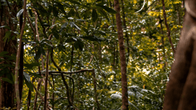 Langkawi: Dream Forest Langkawi Standard Admission Ticket