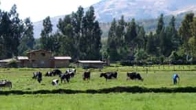 Excursion to the La Colpa hacienda and Baños del Inca.