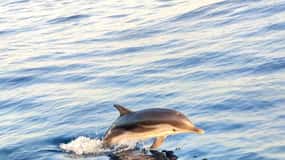 Giardini Naxos: Crociera al tramonto per l'osservazione dei delfini con aperitivo