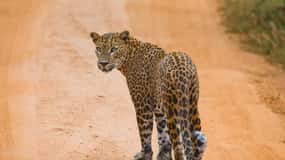TANGALLE/HIRIKETIYA Shuttle to ELLA & YALA Safari Adventure