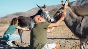 Fuerteventura Aloe & Olivo Tour with Optional Lunch