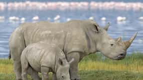 Full Day Hluhluwe Imfolozi Game Reserve Tour from Durban