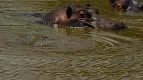 Schotia Safaris: Best Wildlife Encounters in Port Elizabeth
