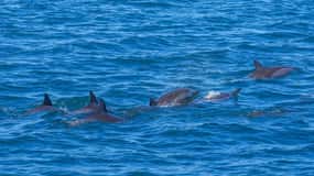 In motoscafo verso l'Ile aux Benitier: Incontro con i delfini e pranzo