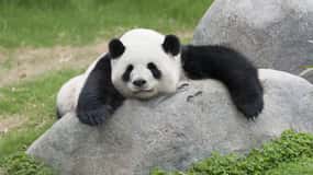 Visita a la Base de Cría del Panda de Chengdu con Guía o Traslado