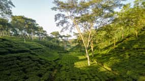 Darjeeling: 4 Day Tour w Tea Garden Visit, transfers & stay