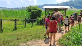 The Must-Do: Authentic Elephant & Village Life in Chiang Mai