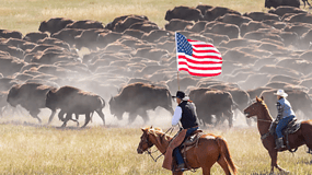 From Rapid City: Custer State Park Buffalo Roundup Tour