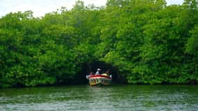 From Kalutara: Exclusive Madu River Safari & Turtle Hatchery