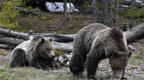 Yellowstone Wildlife Tours: From West Yellowstone Montana