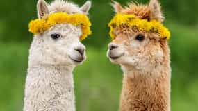 Seúl: Mundo Alpaca, Isla Nami, Railbike, Jardín/Parque