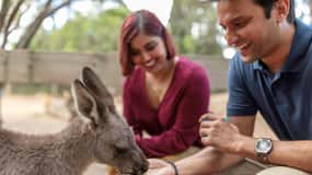 Sydney: Blue Mountains Scenic World, Wildlife Park and Lunch
