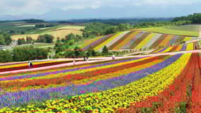 From Sapporo: Furano and Biei Vibrant Fields Tour