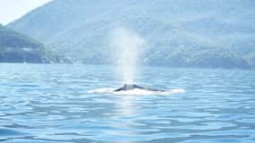 Puerto Vallarta: 3-Hour Whale Watching and Snorkeling