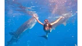 Cebu:Excursão de grupo ao tubarão-baleia, cascata e corrida de sardinhas + refeição