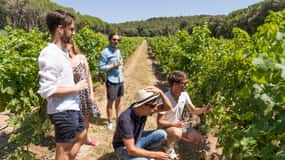 Desde Marsella: Bandol y Cassis Tour de vinos de un día completo
