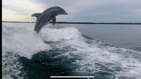 Private 2 Hour Dolphin & Eco Tour Marco Island, FL