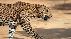 Tangalle/Hiriketiya : Transfert à Ella avec Yala Safari