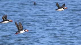Stykkishólmur: Papageientaucher und Wildtiere Bootstour