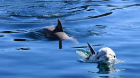 Pula: Private Dolphins & Sunset Tour With Dinner & Drinks