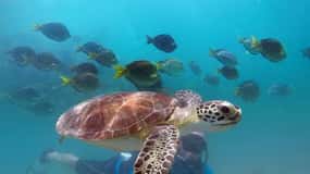 West Palm Beach: Beginner Scuba Diving Adventure with Videos