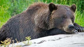 Girdwood: Bears, Trains, & Icebergs Tour