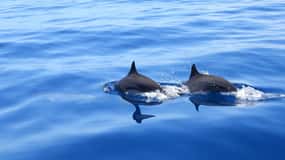 Martinique : Observation des Dauphins
