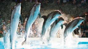 Dubai: Dubai Dolphinarium Delfin-, Robben- und Vogelschau Tickets
