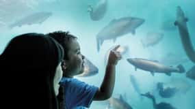 Queenstown: Underwater Theatre Experience Entry Ticket